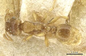 Tetramorium punctatum casent0915054 d 1 high.jpg