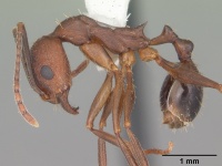 Aphaenogaster miamiana casent0103595 profile 1.jpg