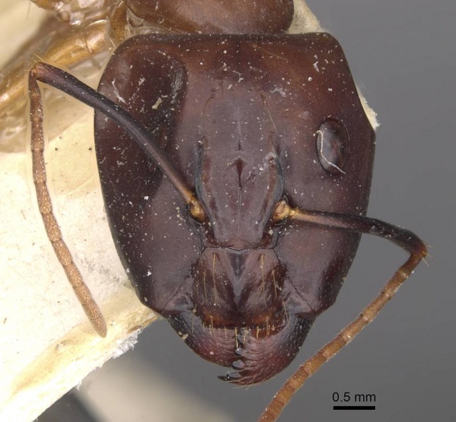 File:Camponotus aequatorialis casent0910041 h 1 high.jpg