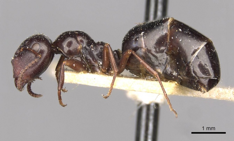 File:Camponotus gasseri casent0910599 p 1 high.jpg