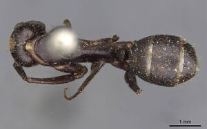 Camponotus xuthus casent0910394 d 1 high.jpg