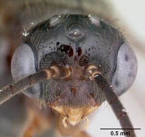 Centromyrmex alfaroi casent0178342 head 1.jpg