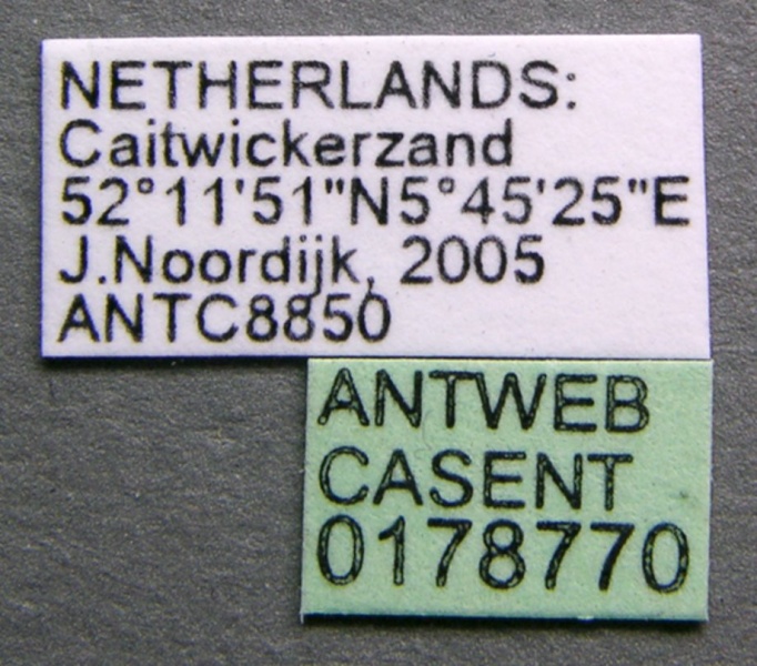 File:Formica fusca casent0178770 label 1.jpg