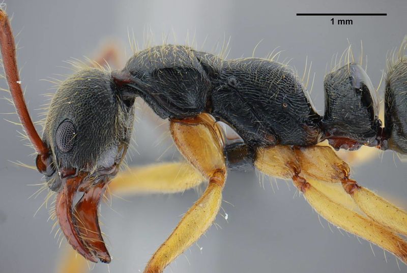 File:Neoponera schultzi ufv-labecol-000499 p 2 high.jpg