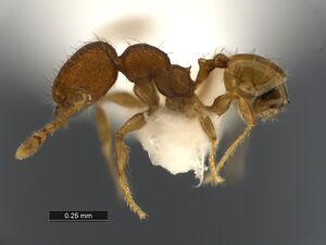 Pheidole-flavens-MCZ001MiL.jpg