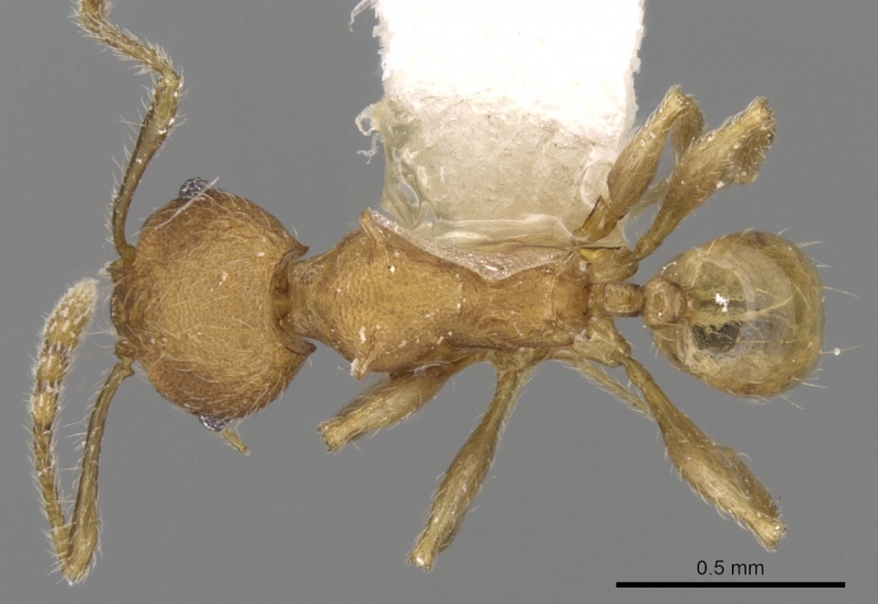 File:Pheidole aristotelis casent0281633 d 1 high.jpg