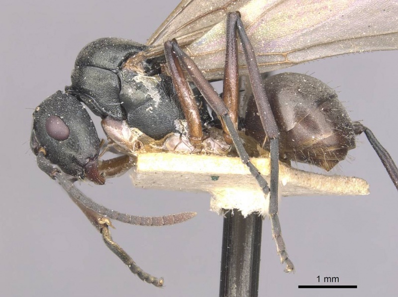 File:Polyrhachis glykera casent0910888 p 1 high.jpg