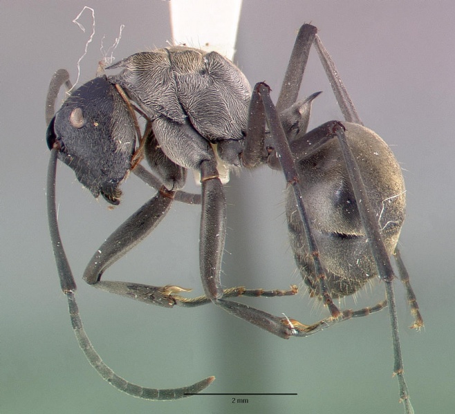 File:Polyrhachis relucens breviorspinosa castype06932 profile 1.jpg