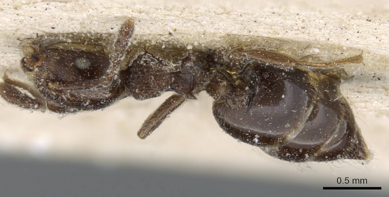 File:Crematogaster brevis casent0905375 d 1 high.jpg