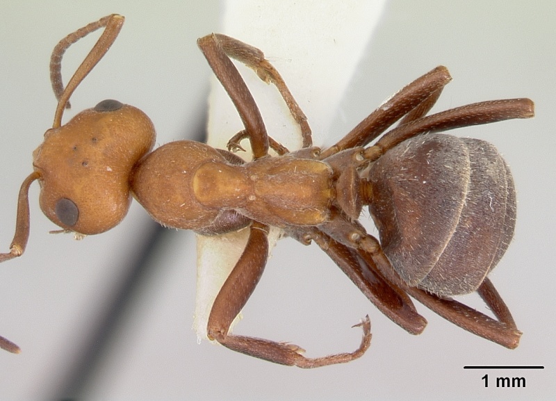 File:Formica mucescens casent0103491 dorsal 1.jpg