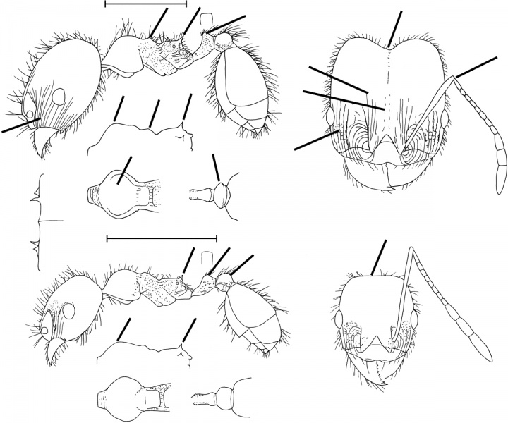 File:Pheidole dentata Wilson 2003.jpg