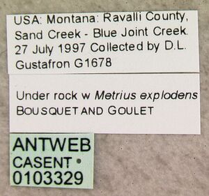 Formica neorufibarbis casent0103329 label 1.jpg