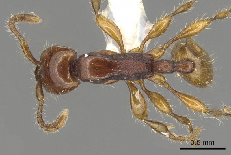 File:Aenictus doydeei casent0903680 d 1 high.jpg