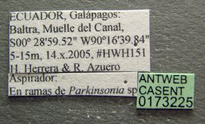 Camponotus conspicuus zonatus casent0173225 label 1.jpg