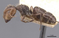 Camponotus genatus casent0911686 p 1 high.jpg