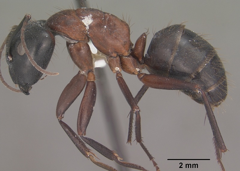 File:Camponotus vicinus casent0102788 profile 1.jpg
