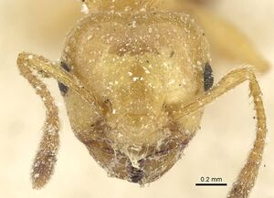 Crematogaster acaciae casent0912633 h 1 high.jpg