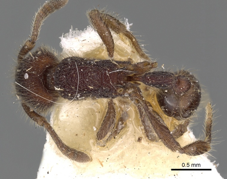 File:Hylomyrma reginae casent0900392 d 1 high.jpg