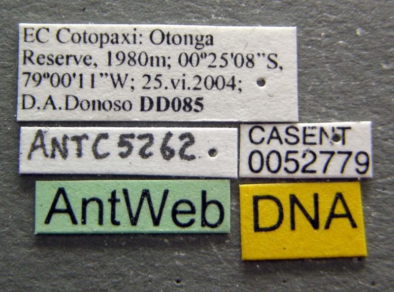 File:Leptanilloides nubecula casent0052779 label 1.jpg