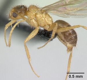 Paratrechina madagascarensis casent0133434 profile 1.jpg