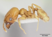 Pheidole marcidula casent0172967 profile 1.jpg