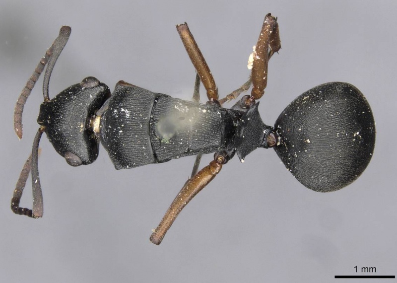 File:Polyrhachis io casent0910782 d 1 high.jpg