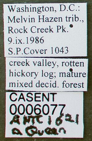 Vollenhovia emeryi casent0006077 label 1.jpg