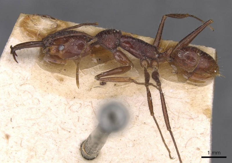 File:Anochetus princeps casent0907403 p 1 high.jpg