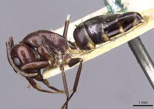 Camponotus picipes casent0910014 p 1 high.jpg