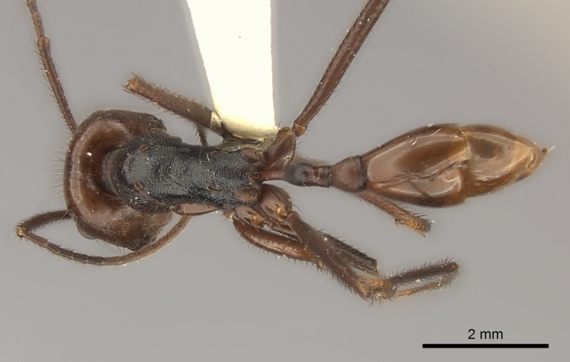 File:Ocymyrmex velox casent0217900 d 1 high.jpg