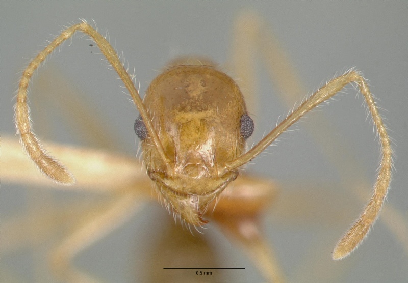 File:Pheidole obtusospinosa castype00647 head 1.jpg