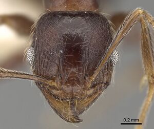 Pheidole sculpturata casent0281617 h 1 high.jpg