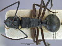 Polyrhachis conops syntype Berlin top.jpg