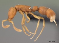 Probolomyrmex curculiformis casent0004401 p 1 high.jpg