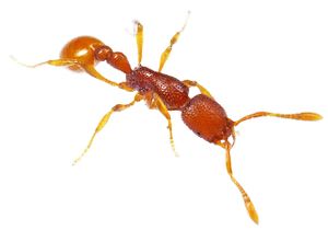 Tyrannomyrmex alii live.jpg