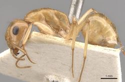 Camponotus cuneiscapus casent0910576 p 1 high.jpg