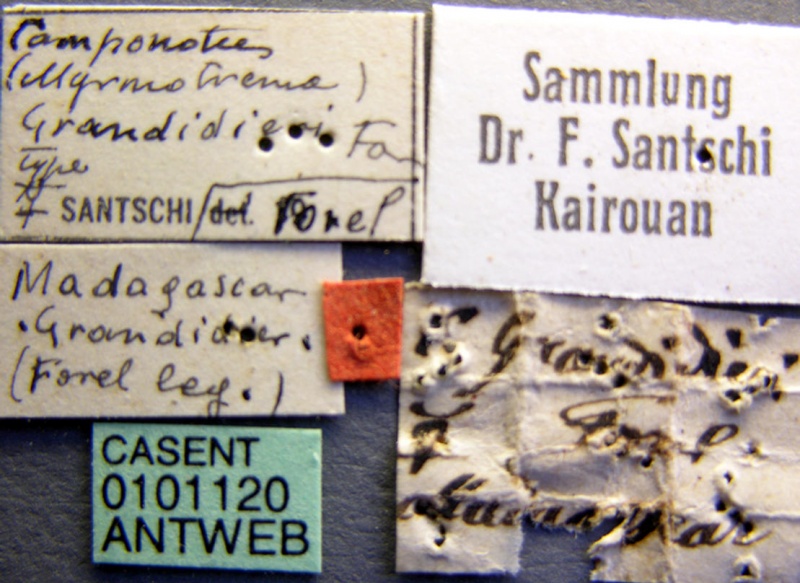 File:Camponotus grandidieri casent0101120 label 1.jpg