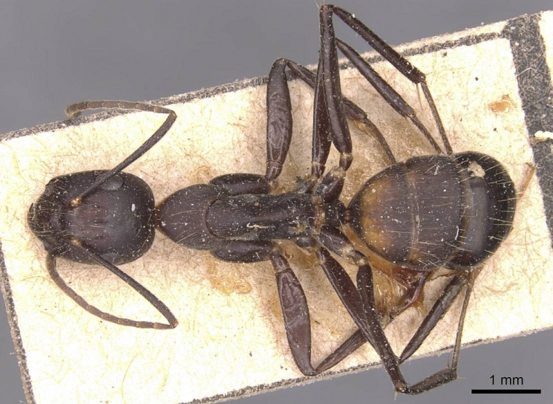 File:Camponotus nicobarensis casent0905330 d 1 high.jpg
