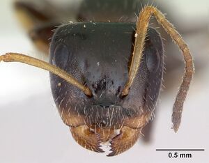 Camponotus raphaelis inbiocri001254189 head 1.jpg