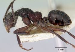 Camponotus whitei casent0172140 profile 1.jpg