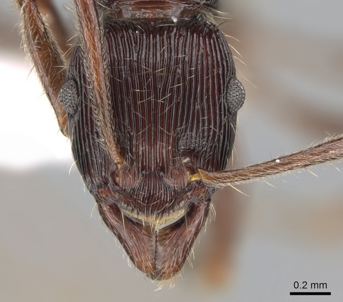 File:Gnamptogenys pleurodon H casent0281219.jpg