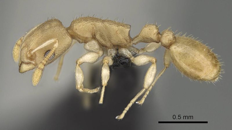 File:Nesomyrmex bidentatus casent0486461 p 1 high.jpg