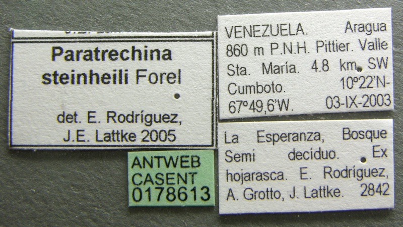 File:Paratrechina steinheili casent0178613 label 1.jpg