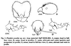 Pheidole acantha.jpg