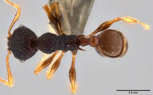 Pheidole xanthocnemis casent0282479 d 1 high.jpg