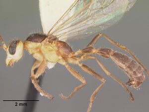 Pseudomyrmex gracilis casent0104250 profile 1.jpg