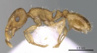 Temnothorax flavicornis P casent0281556.jpg