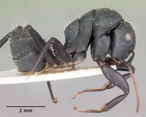 Camponotus robustus casent0104621 profile 2.jpg
