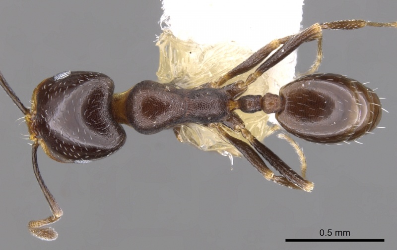 File:Monomorium alamarum casent0902183 d 1 high.jpg