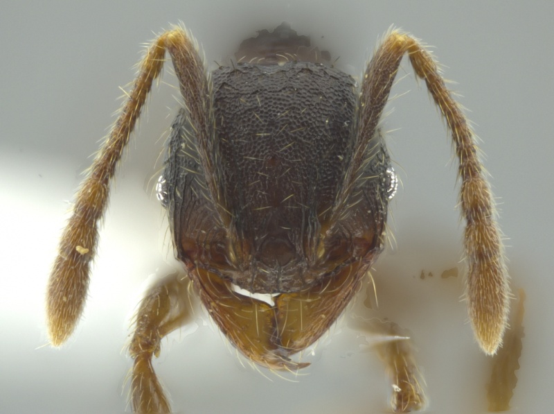 File:Pheidole colobopsis casent0619698 h 1 high.jpg